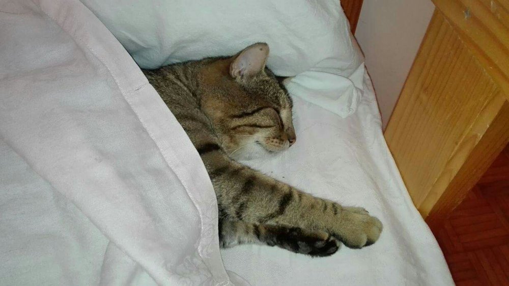 received_1565209346909478.jpeg