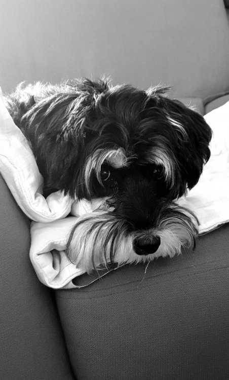 image-0-02-05-54d996417520cf622e928684f8d74fdf152a3f4231b959fa1af69a490ea90a35-V.thumb.jpg.bd0c2478e3d85c0336e3d99bf782827d.jpg