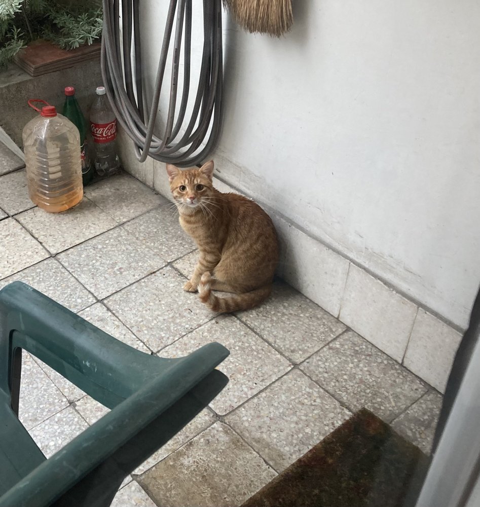 IMG_2370.jpeg