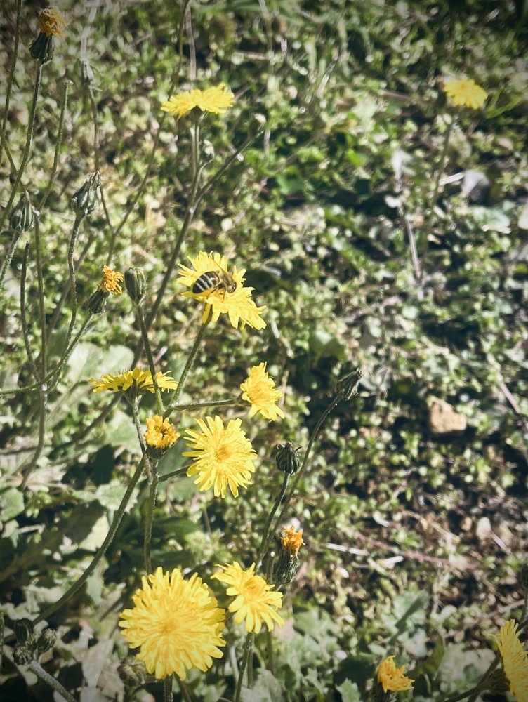IMG_6518.thumb.jpeg.25b8328fffd47a1c2b9d1a9d9bd35c2d.jpeg