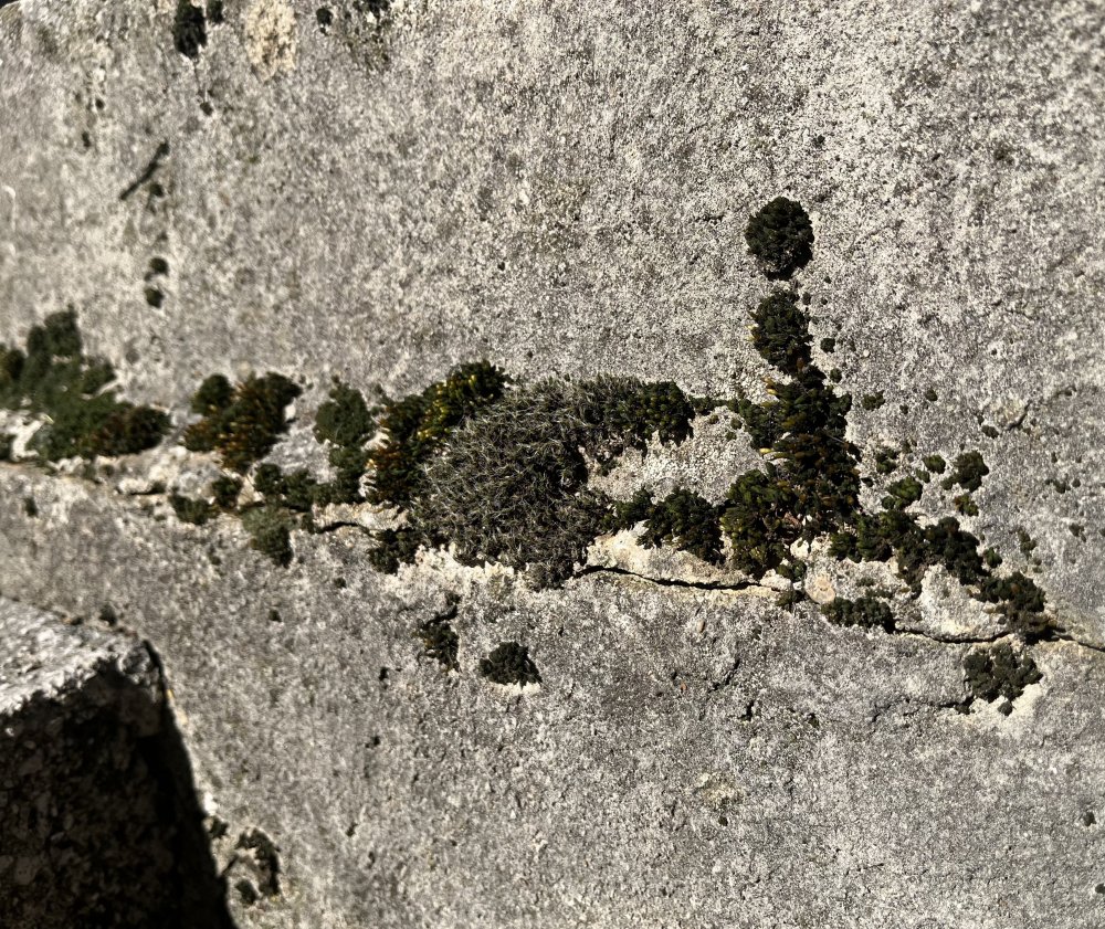 IMG_6731.thumb.jpeg.d2823d879610bef5ec53b901b9b62982.jpeg