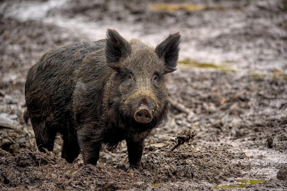 wild-boar-7800887.jpg